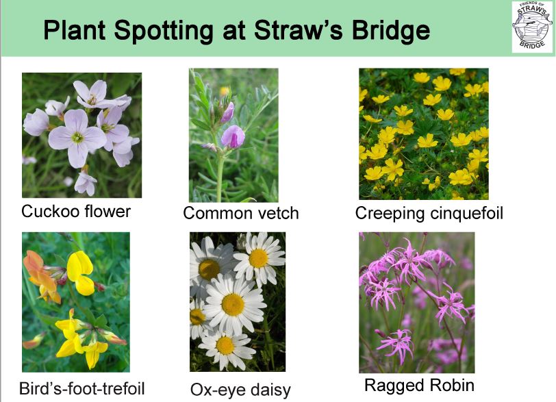 plant spotting sheet